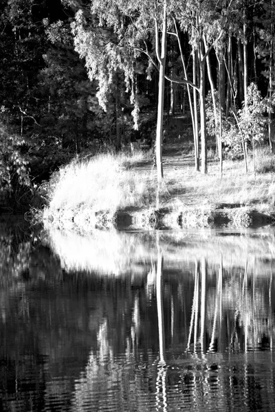 El lago de libras y el reflejo del árbol en el agua — Foto de Stock