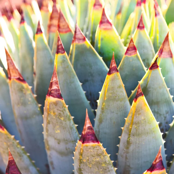 Hoja abstracta de cactus planta y luz —  Fotos de Stock