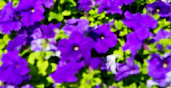 V Ománu květiny a zahrada jarní barvy — Stock fotografie