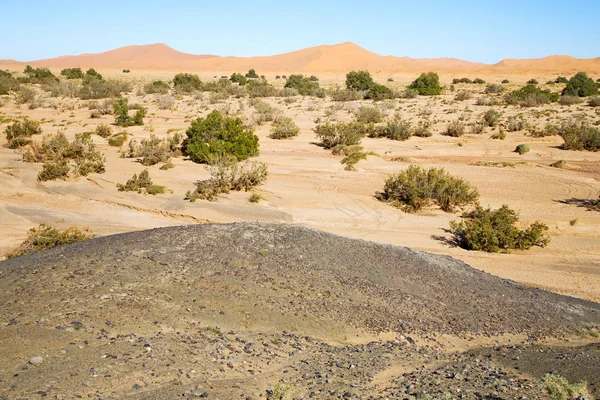 Viejo fósil en el desierto del árbol — Foto de Stock