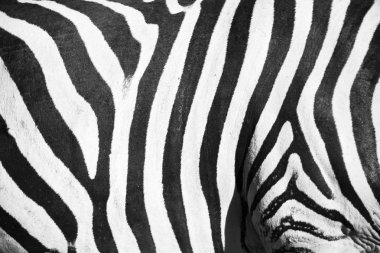  vahşi arka plan cilt