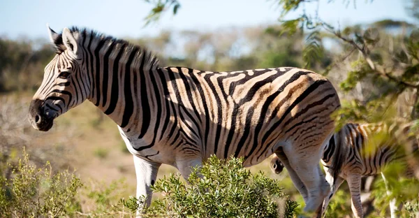 У Південній Африці дику природу заповідника та Зебра — стокове фото