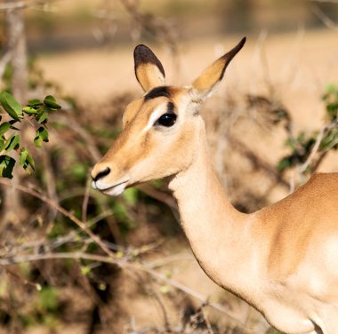  Kış ormanda vahşi Impala