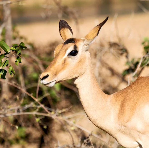 Impala silvestre en el arbusto de invierno —  Fotos de Stock