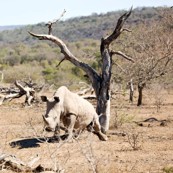 In south africa     wildlife     reserve and   rhinoceros — Stock Photo, Image