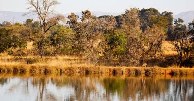   su Lirası göl ve ağaç yansıması