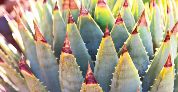 Foglia astratta di pianta di cactus e luce — Foto Stock