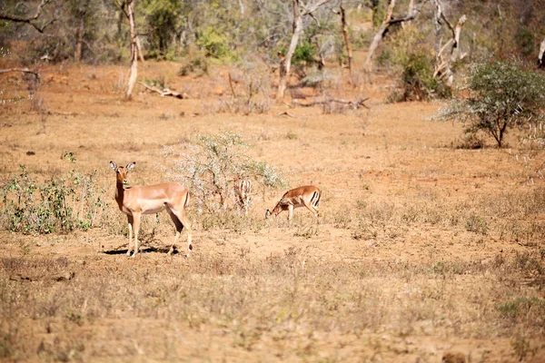 Impala selvagem no arbusto de inverno — Fotografia de Stock