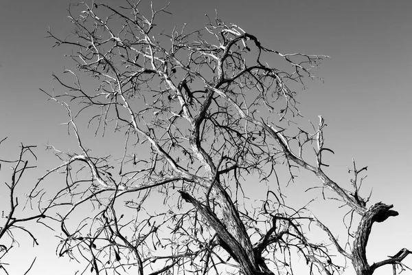 Oude boom en zijn takken in de heldere hemel — Stockfoto