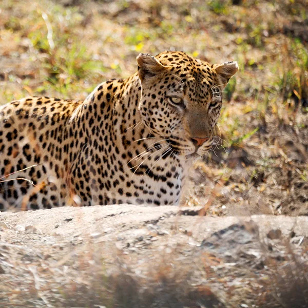 I Sydafrika kruger nationalpark vilda leopard — Stockfoto