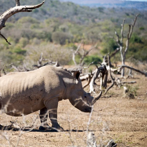 Na África do Sul reserva de vida selvagem e rinoceronte — Fotografia de Stock