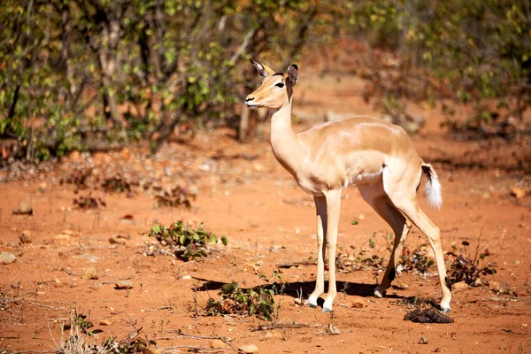 Impala silvestre en el arbusto de invierno —  Fotos de Stock