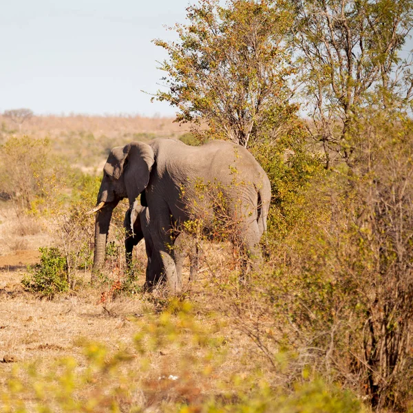 Στην Νότια Αφρική άγρια φύση αποθεματικό και ελέφαντα — Φωτογραφία Αρχείου