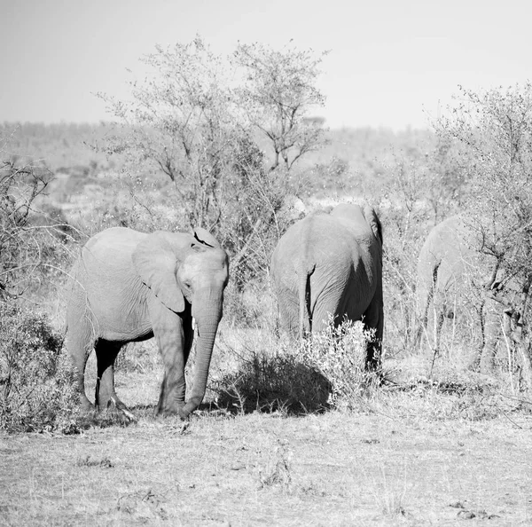 En Sudáfrica reserva natural de vida silvestre y elefante — Foto de Stock