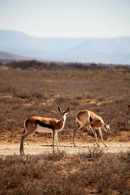  Kış ormanda vahşi Impala