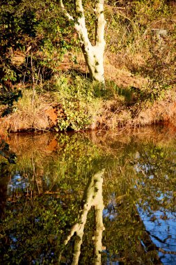   su Lirası göl ve ağaç yansıması