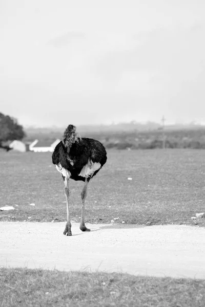 Na África do Sul reserva natural de vida selvagem e avestruz — Fotografia de Stock