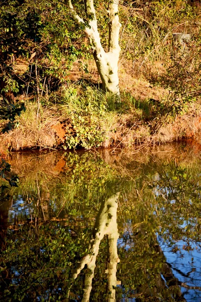 De pond meer en boom reflectie in water — Stockfoto