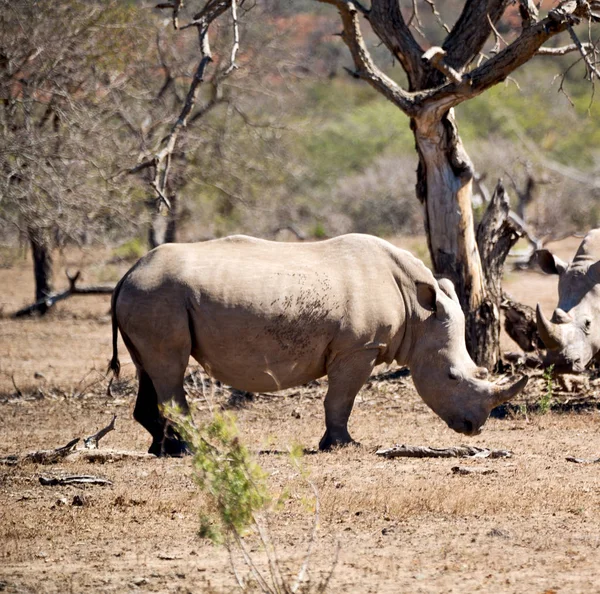 Na África do Sul reserva de vida selvagem e rinoceronte — Fotografia de Stock