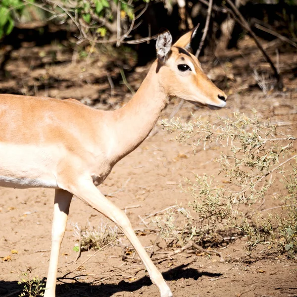 Impala sauvage dans la brousse d'hiver — Photo