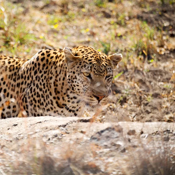 I Sydafrika kruger nationalpark vilda leopard Stockbild