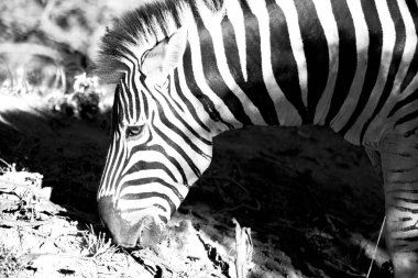   Güney Afrika yaban hayatı doğa rezerv ve zebra