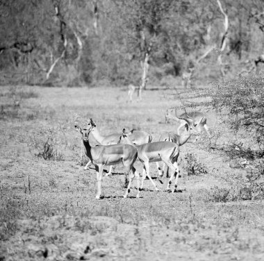  Kış ormanda vahşi Impala
