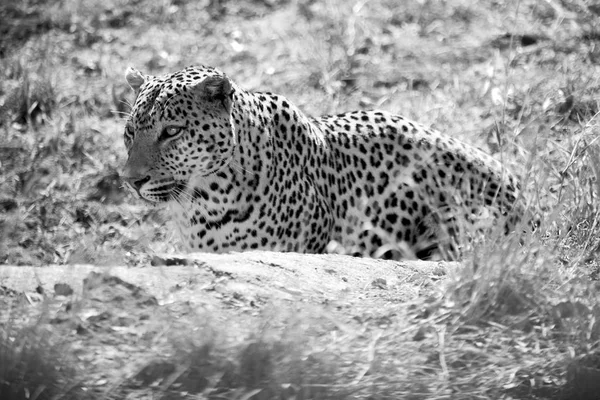 En Sudáfrica kruger parque natural leopardo salvaje —  Fotos de Stock