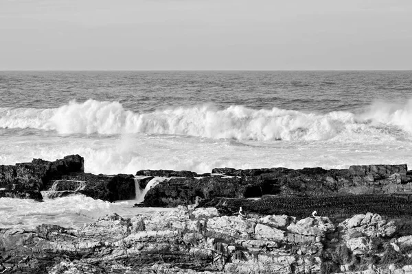 In south africa   sky  ocean         reserve — Stock Photo, Image