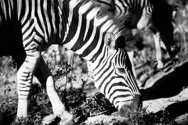 En Sudáfrica reserva natural de vida silvestre y cebra — Foto de Stock