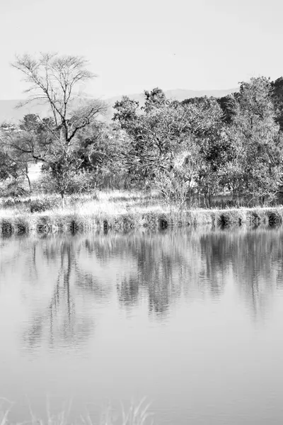 O lago de libra e a reflexão de árvore em água — Fotografia de Stock