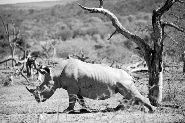 En Sudáfrica reserva de vida silvestre y rinocerontes —  Fotos de Stock