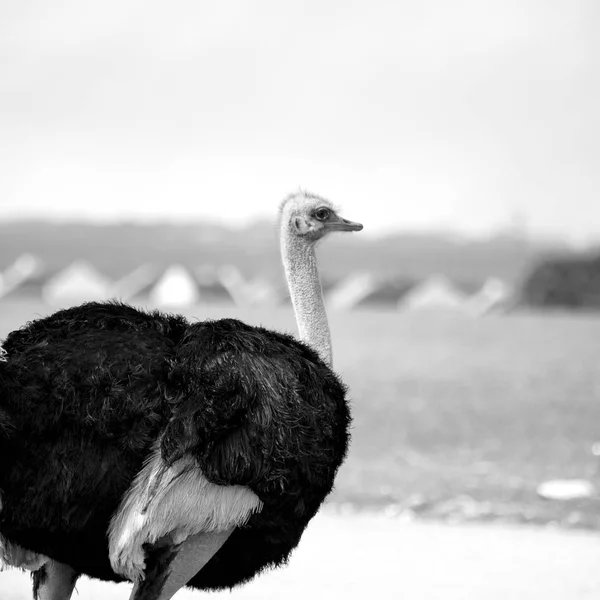 Na África do Sul reserva natural de vida selvagem e avestruz — Fotografia de Stock