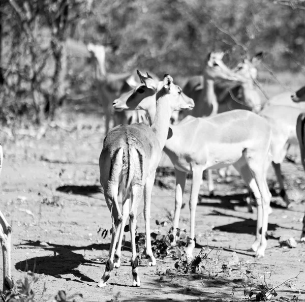 Impala silvestre en el arbusto de invierno — Foto de Stock