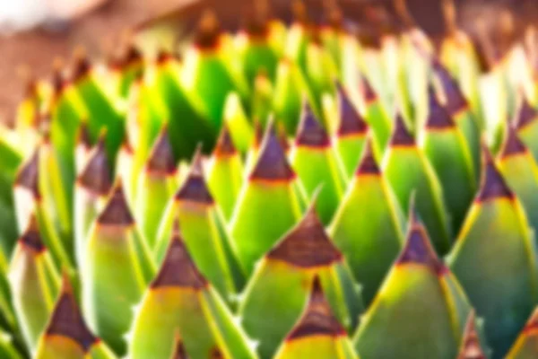 Abstract leaf of cactus plant and light — Stock Photo, Image