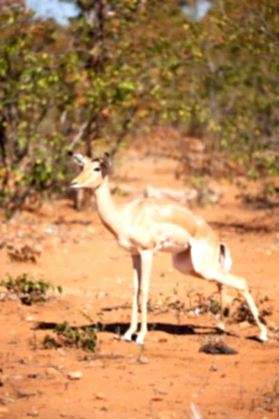 Divoké impala v zimě bush — Stock fotografie