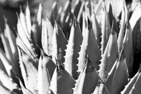 Hoja abstracta de cactus planta y luz —  Fotos de Stock