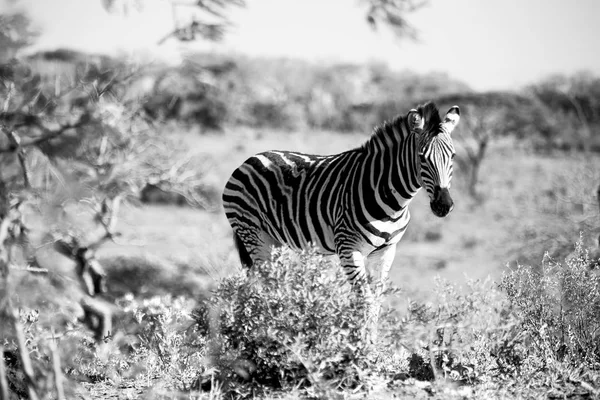 南アフリカの野生動物の自然保護区とシマウマ — ストック写真