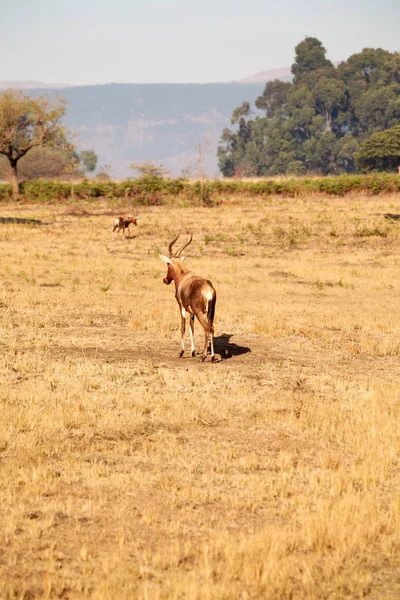 Wild impala in the winter  bush — Stock Photo, Image