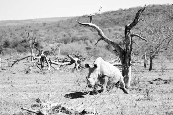 Na África do Sul reserva de vida selvagem e rinoceronte — Fotografia de Stock