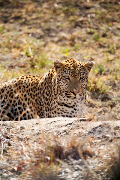 I Sydafrika kruger nationalpark vilda leopard Royaltyfria Stockfoton