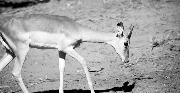 Impala silvestre en el arbusto de invierno — Foto de Stock