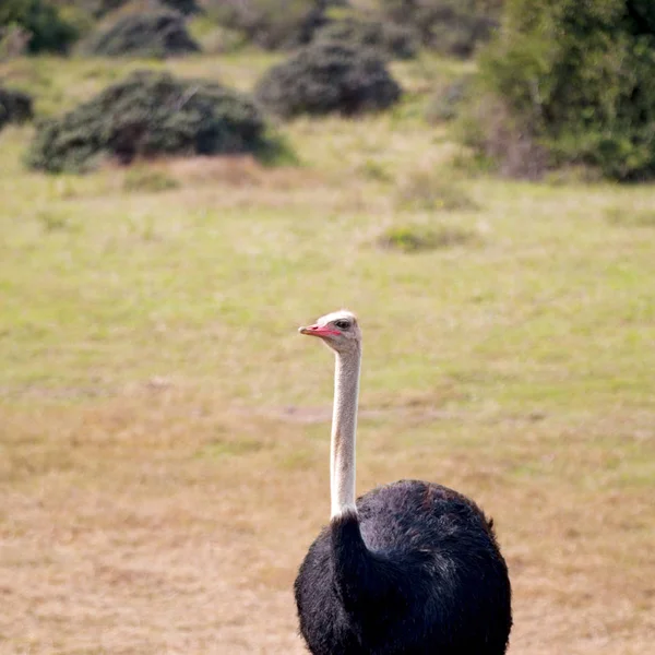 En Sudáfrica reserva natural de vida silvestre y avestruz — Foto de Stock