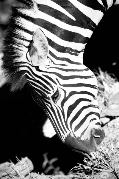 在南非野生动物自然保护区和斑马 — 图库照片