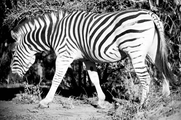 En Afrique du Sud réserve naturelle faunique et zèbre — Photo