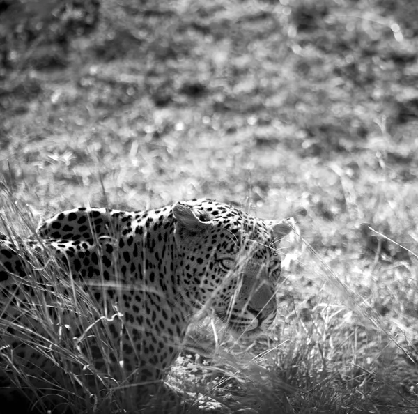 En Sudáfrica kruger parque natural leopardo salvaje — Foto de Stock