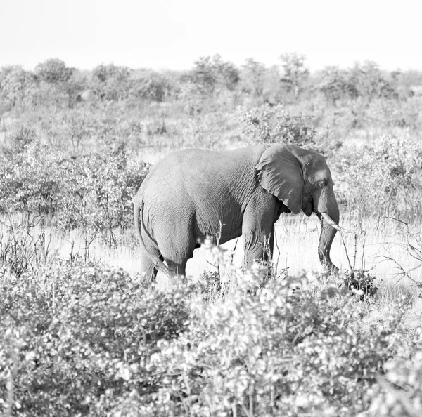 In Sudafrica riserva naturale faunistica ed elefante — Foto Stock