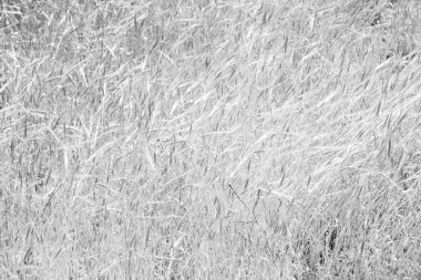 İran'da çiftlik ekili