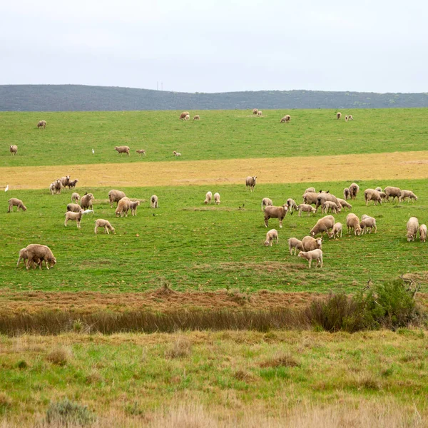A owce jedzą trawę — Zdjęcie stockowe