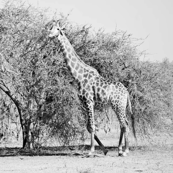 In Sudafrica riserva faunistica e giraffa — Foto Stock